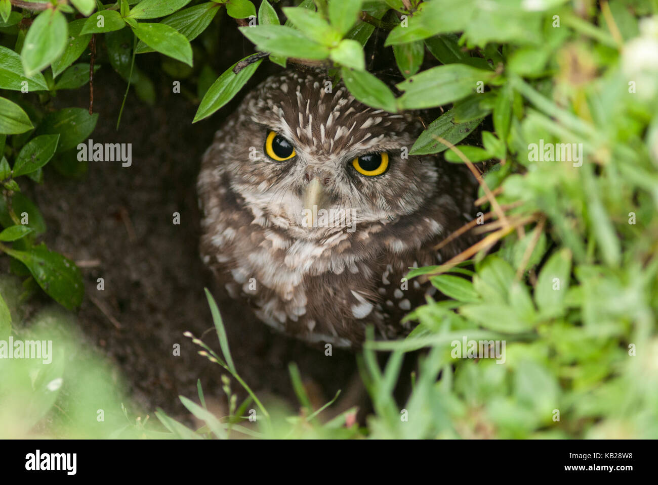 Grabende Owl suchen aus dem Nest Loch in einer Wiese. Stockfoto