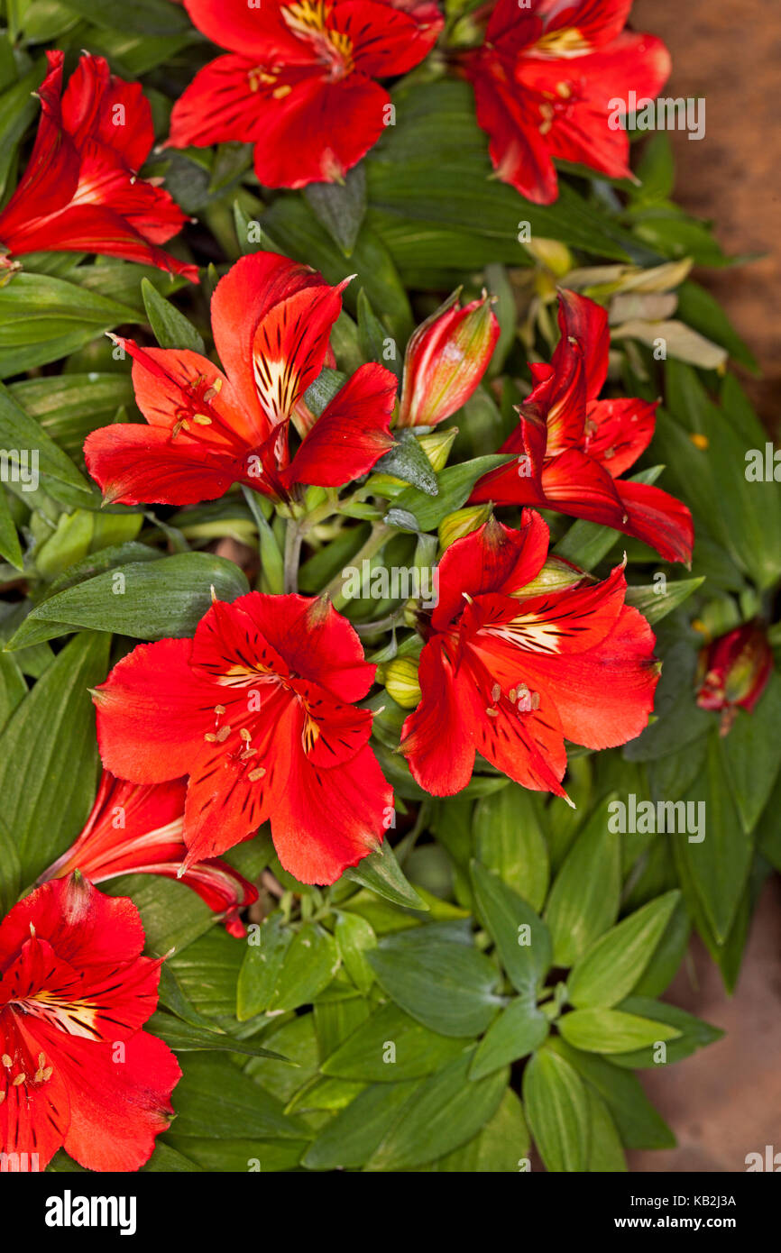 Cluster von atemberaubender, leuchtend rote Blüten von Alstroemeria 'Kate', peruanische/Prinzessin Lily, gegen den Hintergrund der grünen Laub Stockfoto Cluster von atemberaubender, leuchtend rote Blüten von Alstroemeria 'Kate', peruanische/Prinzessin Lily, gegen den Hintergrund der grünen Laub Stockfoto