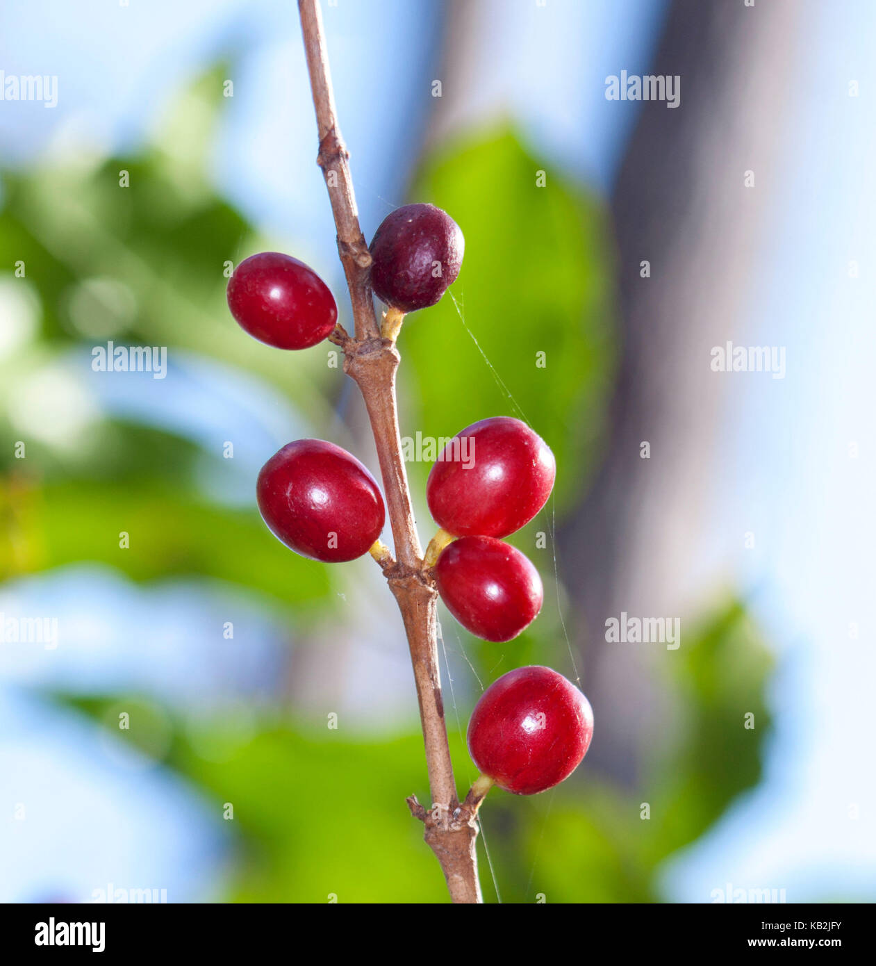 Cluster der leuchtend rote Kaffeekirschen/Samen wachsen auf Niederlassung des Baums gegen Licht blau und grün Hintergrund Stockfoto