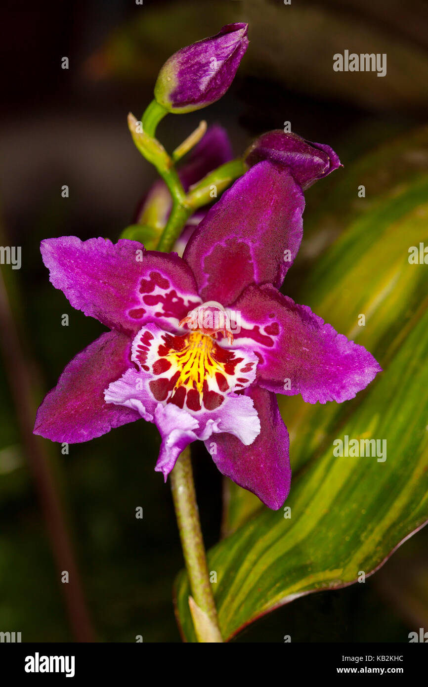 Spektakuläre Vivid Magenta orchid flower & Knospen Vuylstekeara Jerry Gesetzlose 'Golden Gate', Cambria Orchidee, eine intergeneric Hybrid auf dunklem Hintergrund Stockfoto