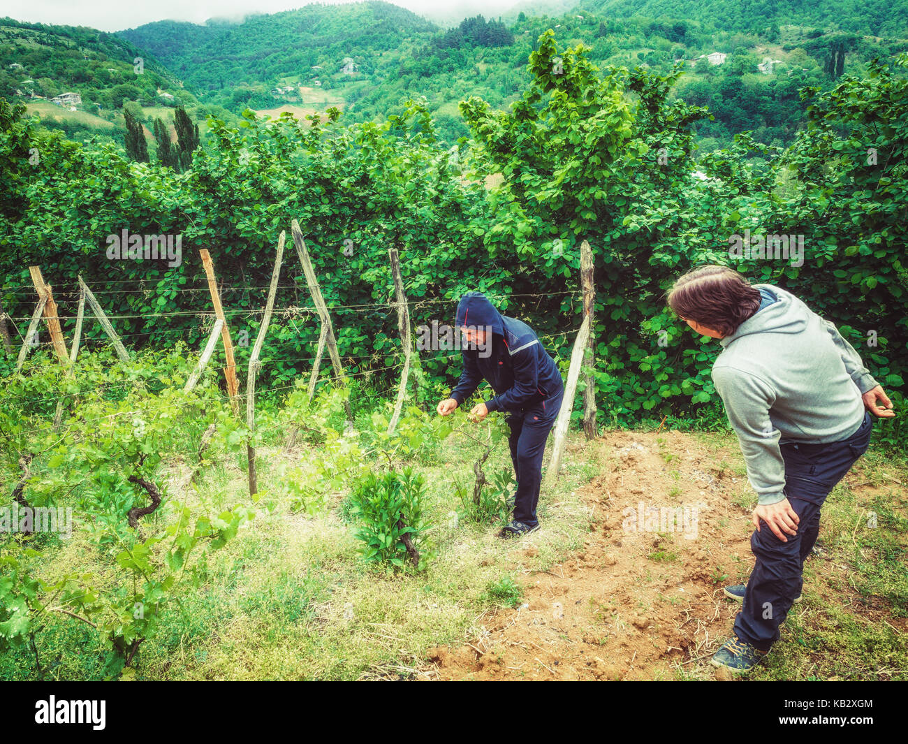 Die vinogradar zeigt den jungen Mann, wie die Rebe wächst. Stockfoto