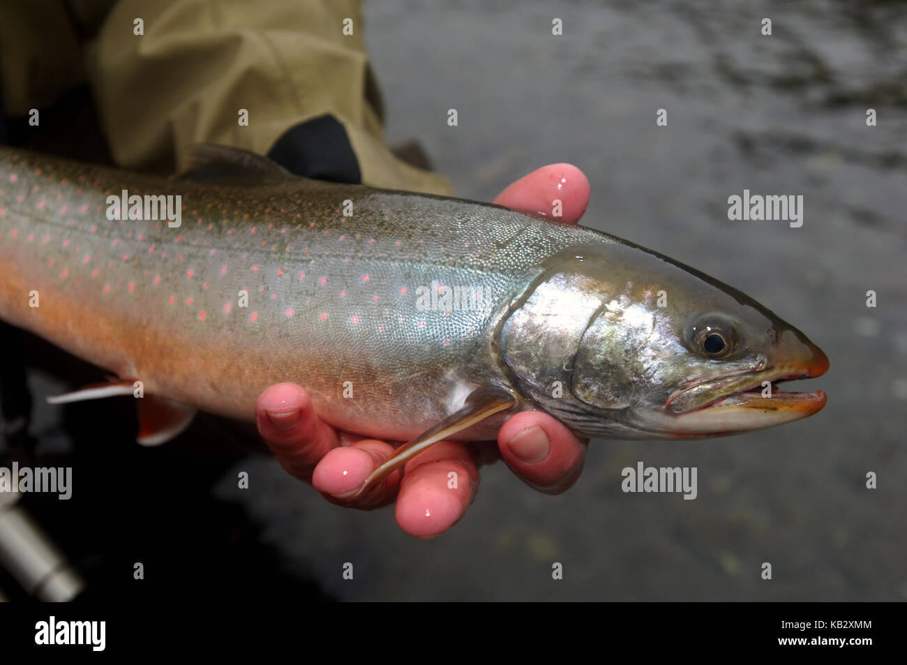 Fischer Holding ein Saibling oder Dolly Varden gefangen beim Fliegenfischen in der Nähe von Alaska Chignik Stockfoto