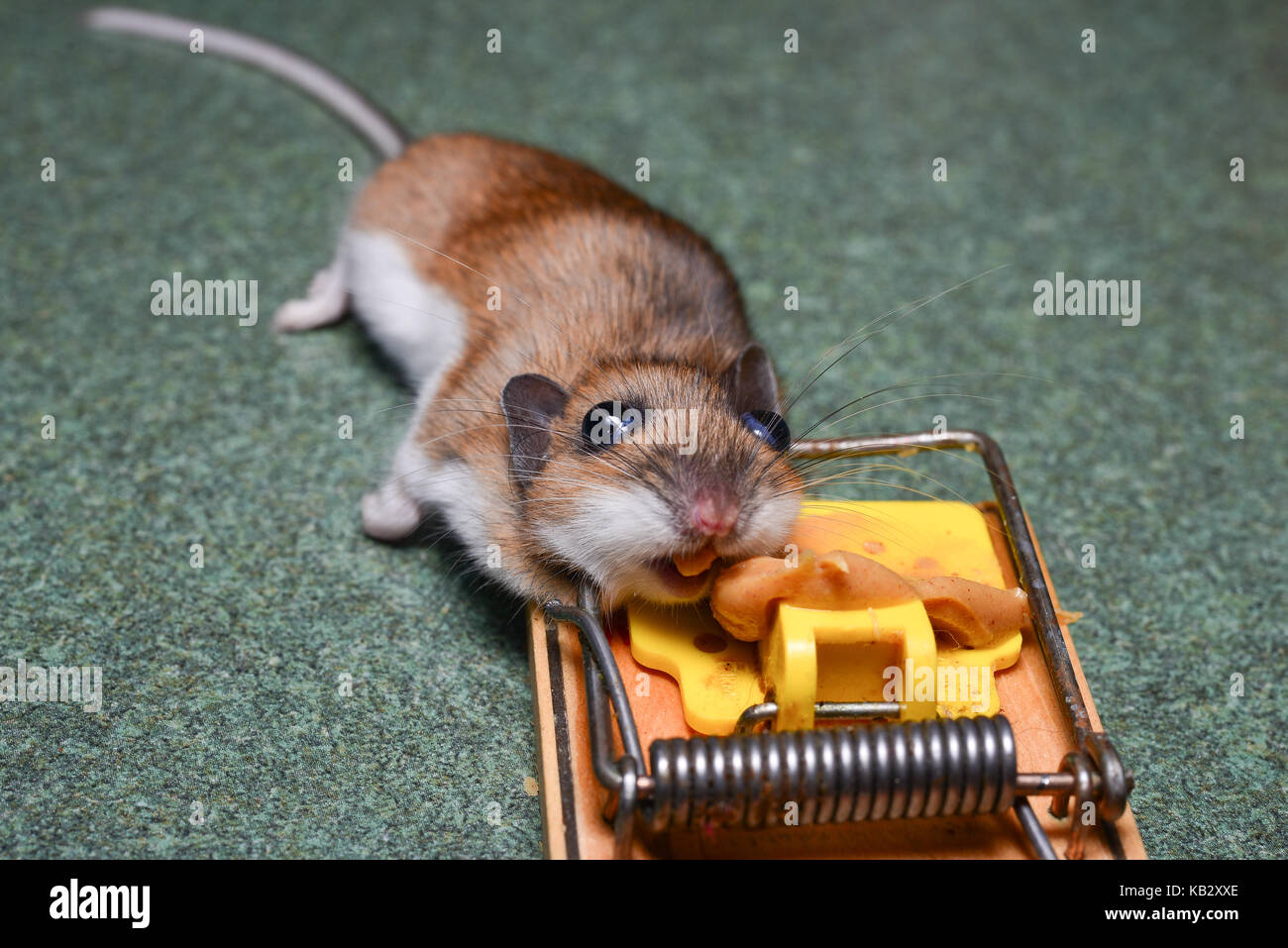 Tote Maus getötet in einer Mausefalle auf der Arbeitsplatte in der Küche  lockten mit Erdnussbutter Stockfotografie - Alamy