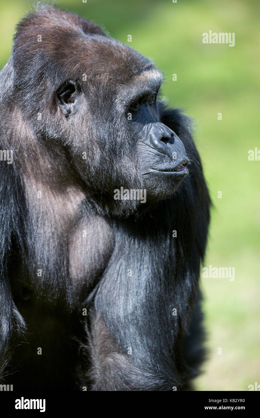 Starke männliche Gorilla, outdoor Stockfoto