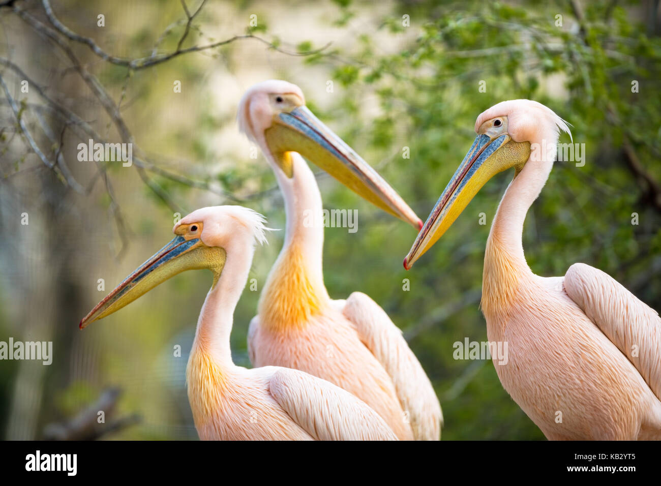 Herde weiß Pelikan (Pelecanus onocrotalus) Stockfoto