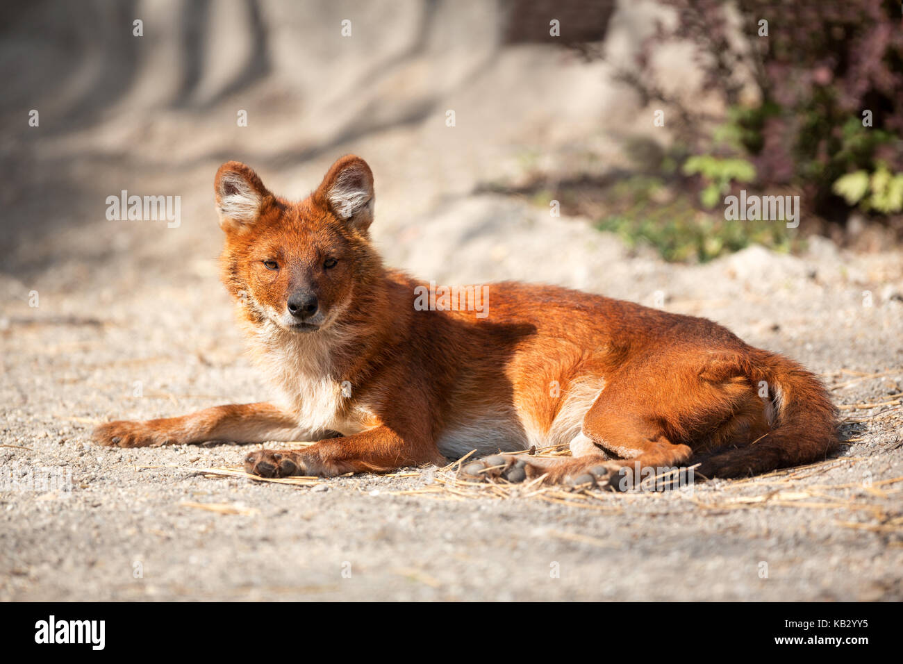 Schönen roten Fuchs im sonnigen Tag genießen. Stockfoto