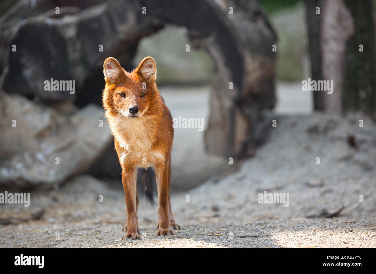 Schönen roten Fuchs stehend, Außenpool Stockfoto