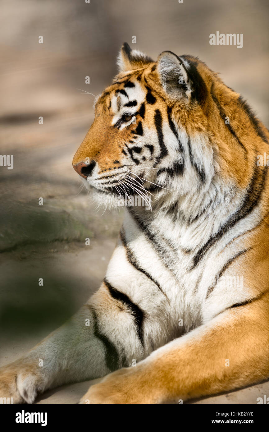 Amur Tiger (Panthera tigris altaica) portrait Stockfoto