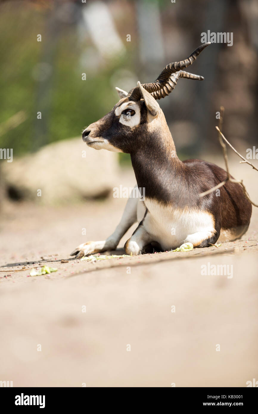 Schöne Mhorr Gazelle (Gazella dama mhorr) an einem sonnigen Tag Stockfoto