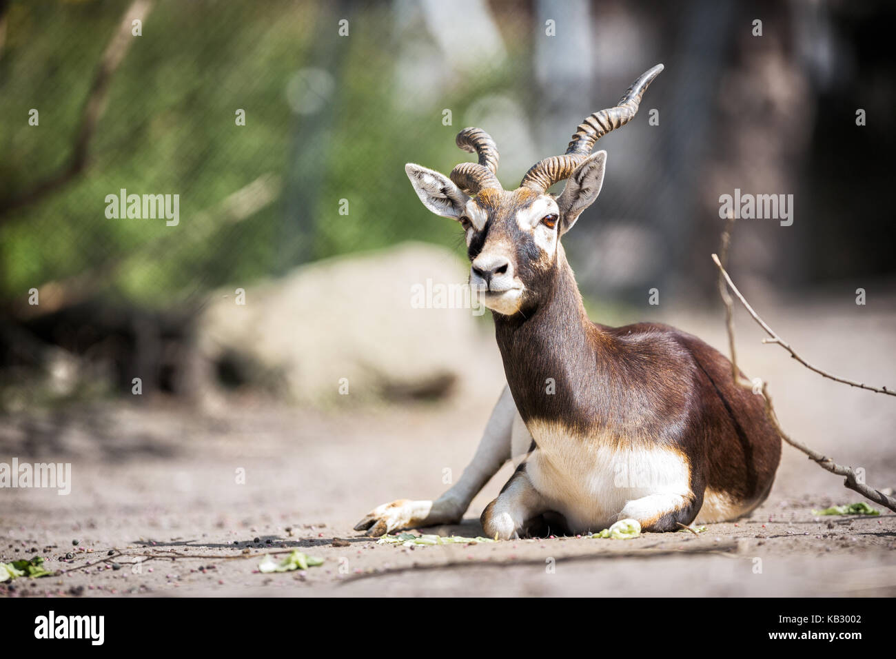 Porträt der schönen Mhorr Gazelle (Gazella dama mhorr) Stockfoto