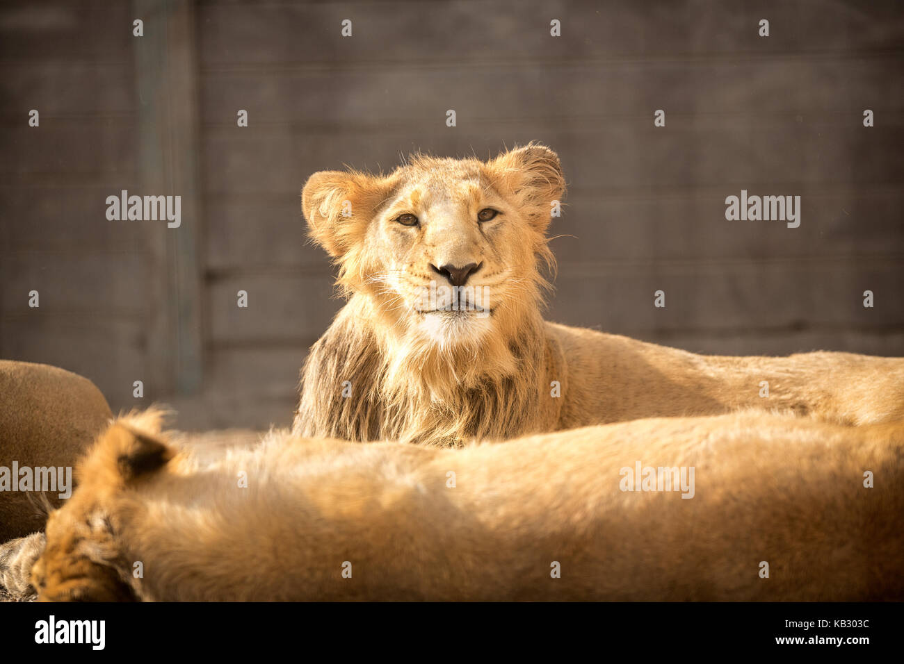 Junge lustig Löwe mit ihrer Herde Stockfoto