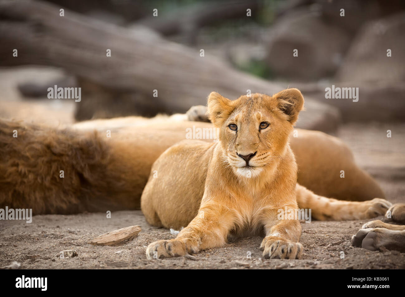 Junger Löwe liegend Stockfoto