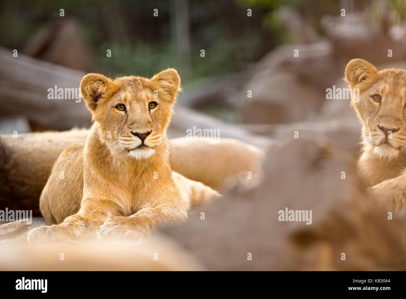 Junger Löwe liegend mit seiner Familie im Freien Stockfoto