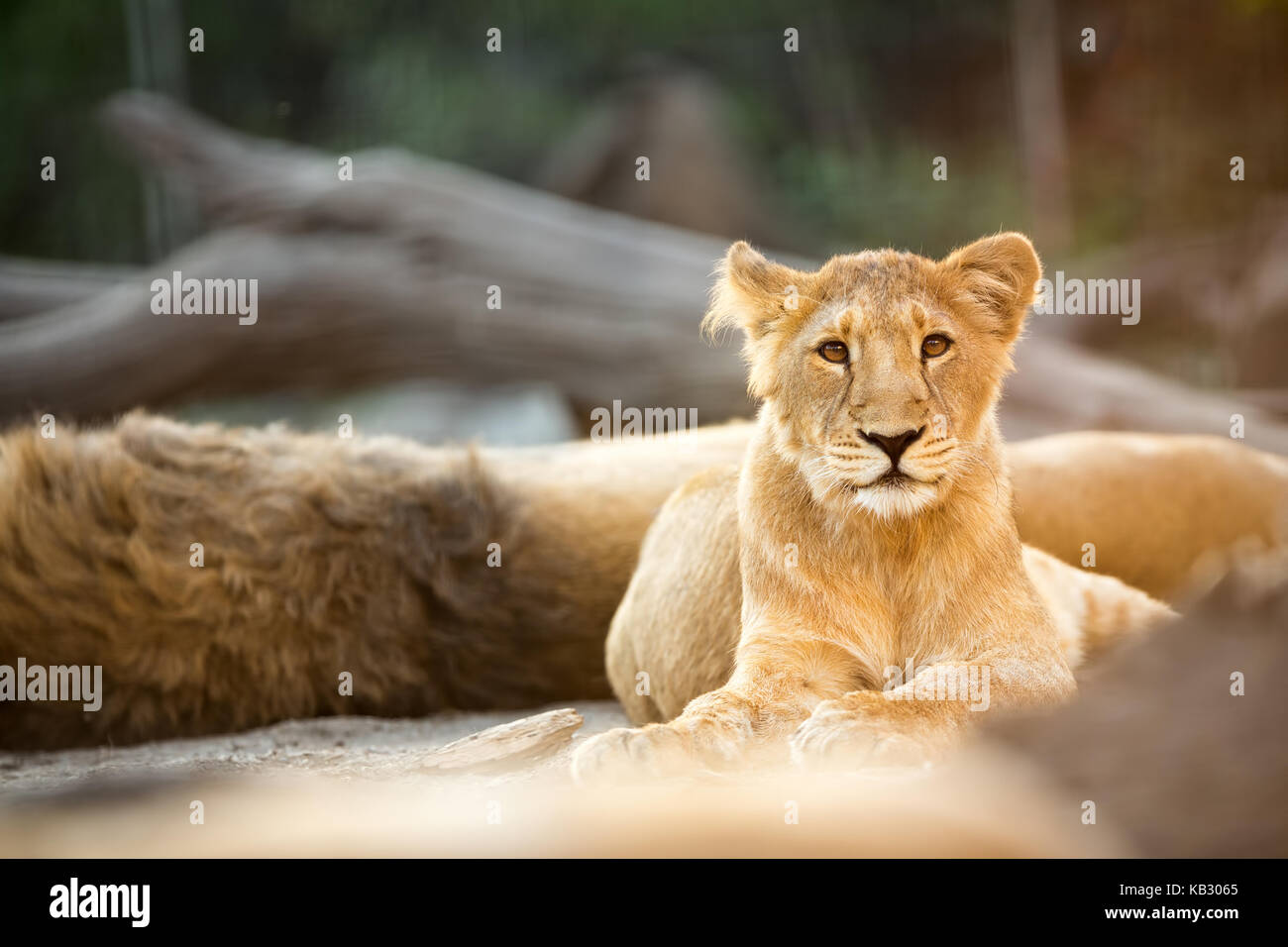 Schöne junge Löwen ruht Stockfoto