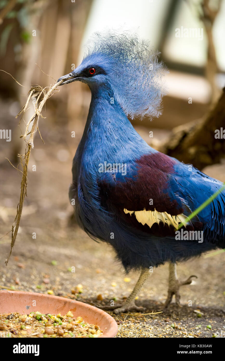 Victoria gekrönt Vogel (Goura Victoria) Stockfoto