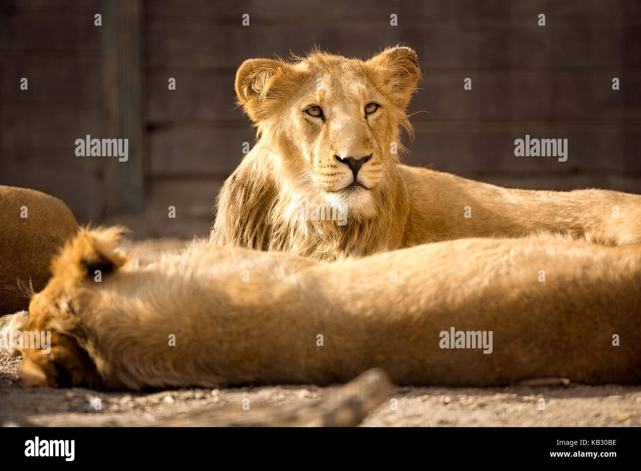 Junger Löwe, der mit seiner Familie am Nachmittag rest Stockfoto