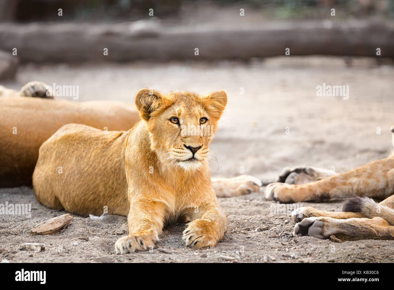 Junger männlicher Löwe ruht mit Familie Stockfoto