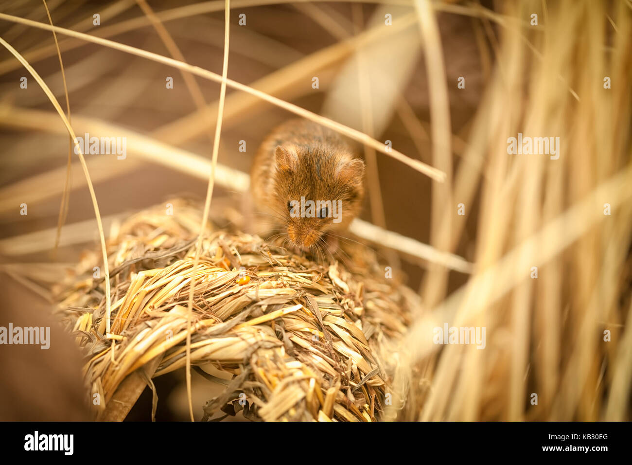 Kleine Maus essen, niedlichen Nager Stockfoto