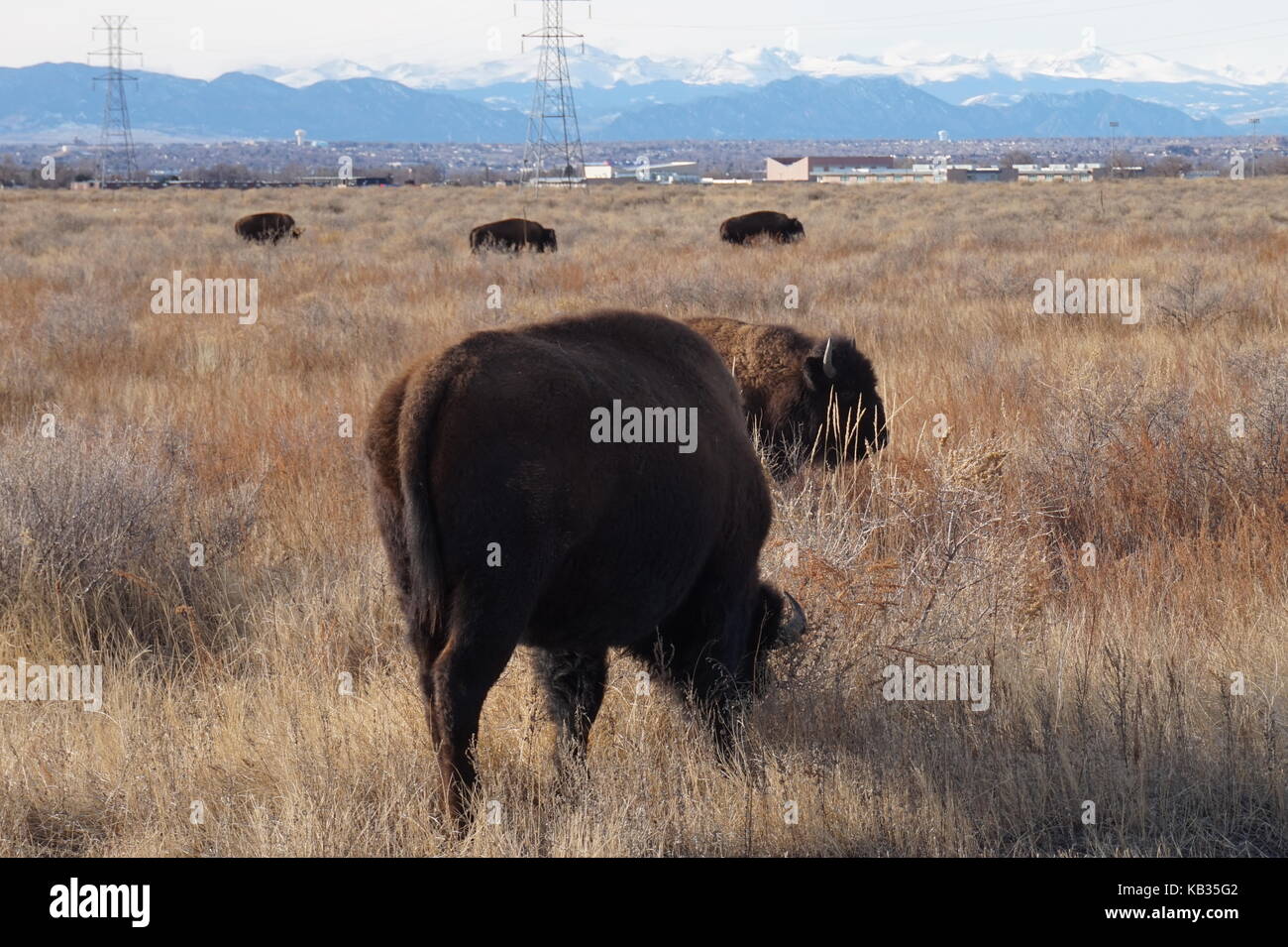 Bison im Rocky Mountain Arsenal National Wildlife Refuge, Denver, CO Stockfoto