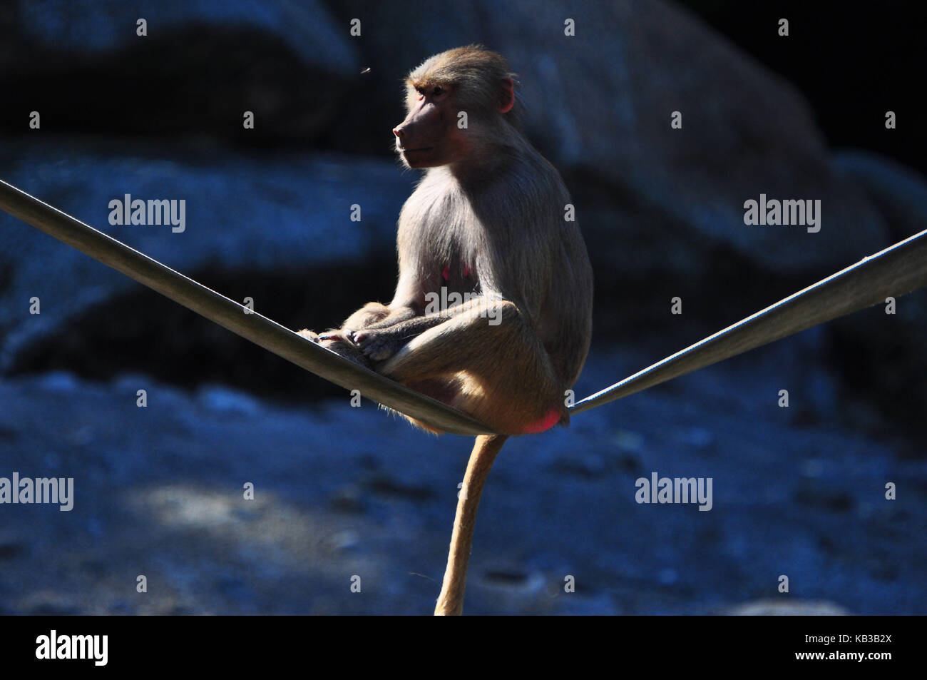 Zoo, Pavian, junge Tier, Stockfoto