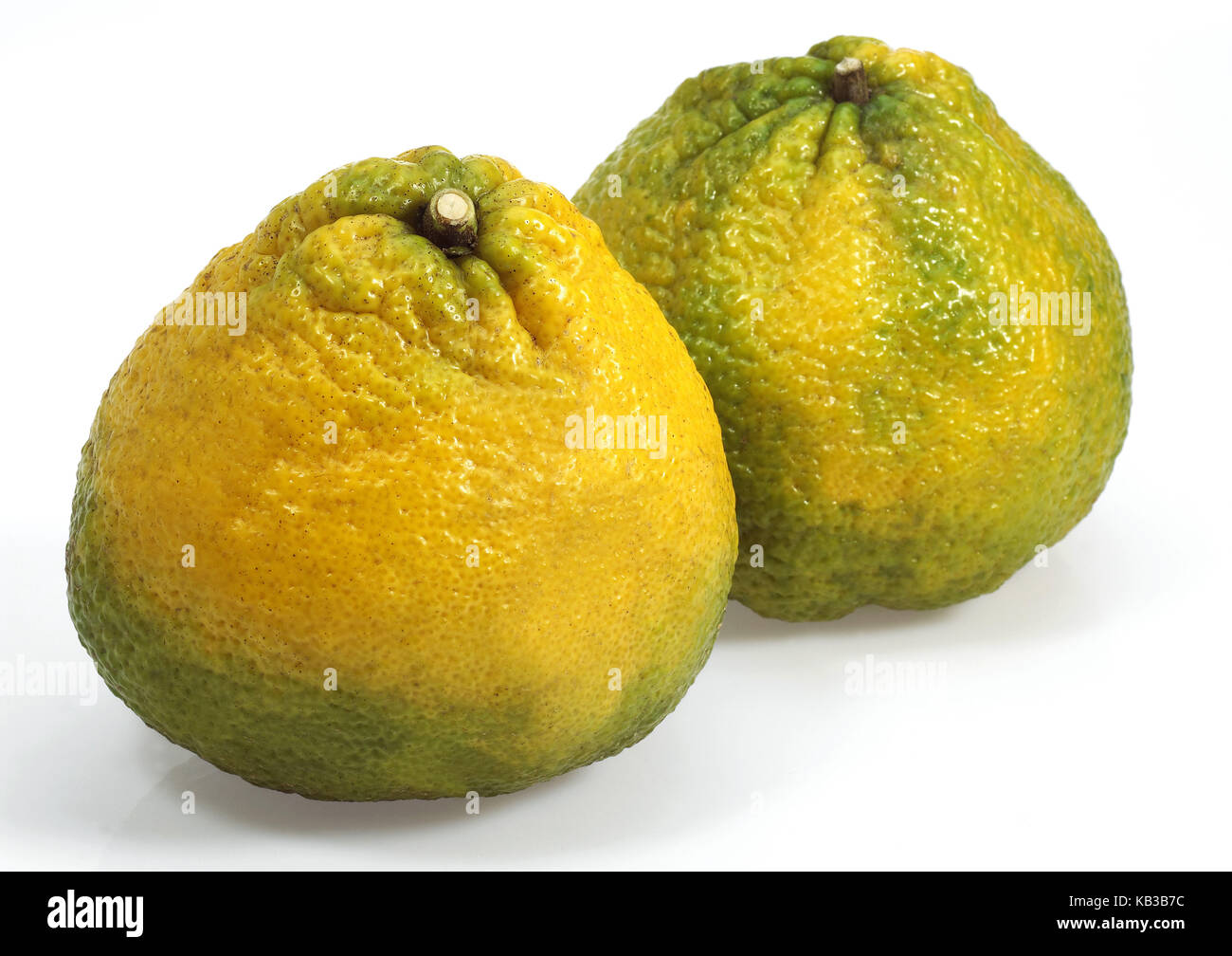 Zitrusfrüchte, ohne Algen, Citrus x Tangelo, weißer Hintergrund, Stockfoto