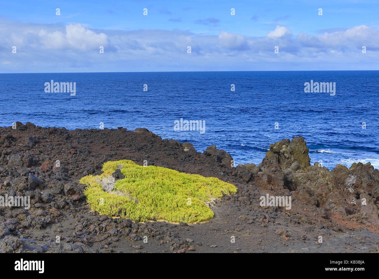 Spanien, Kanarische Inseln, Lanzarote, Timanfaya Nationalpark, Los Hervideros, Küste, Lava Rock, Pflanzen, Vegetation, Stockfoto