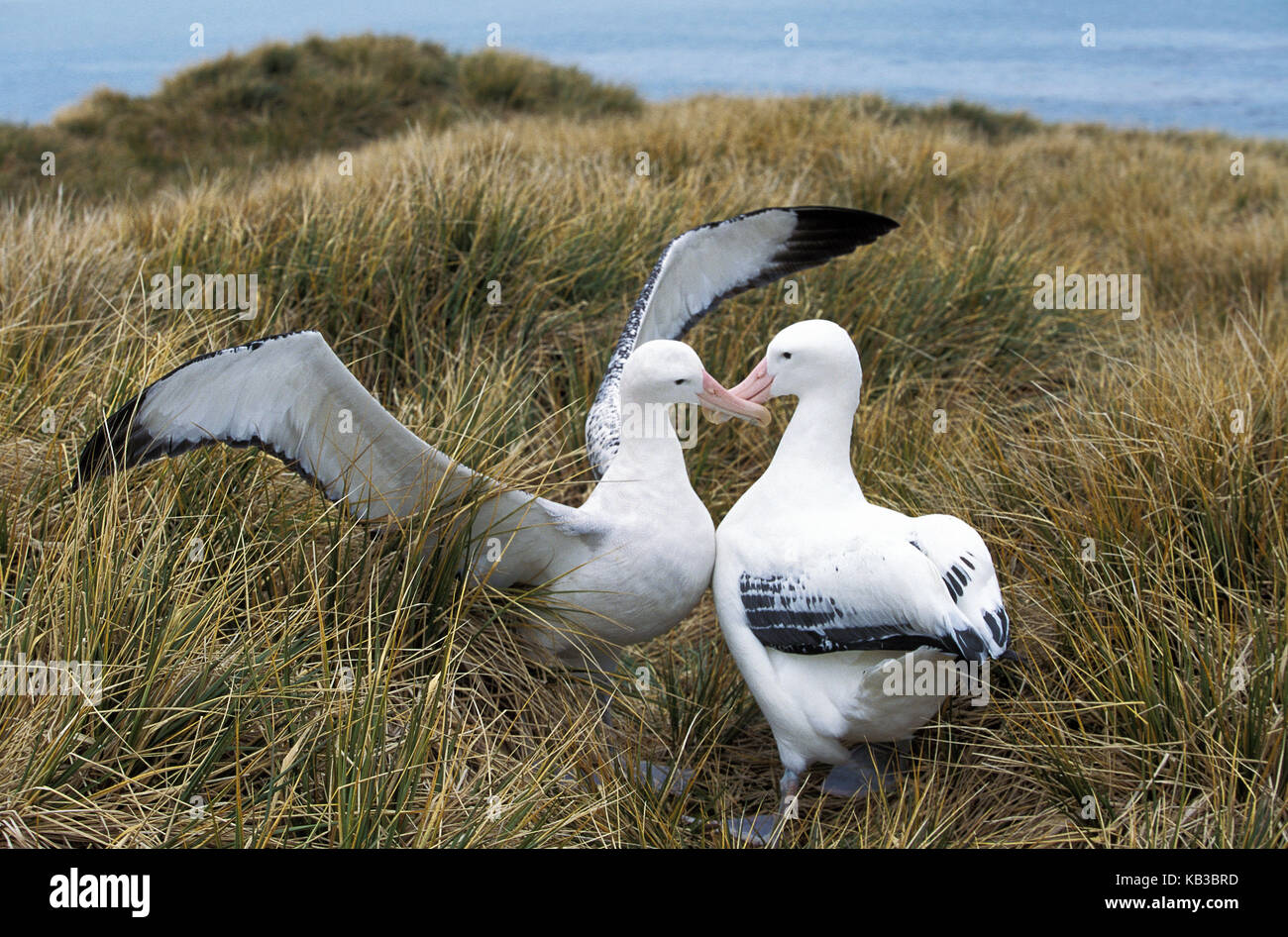 Südkönig Albatros, Diomedea epompohora epomophora, Paar, Balzvorführung, Gericht, Antarktis, Stockfoto