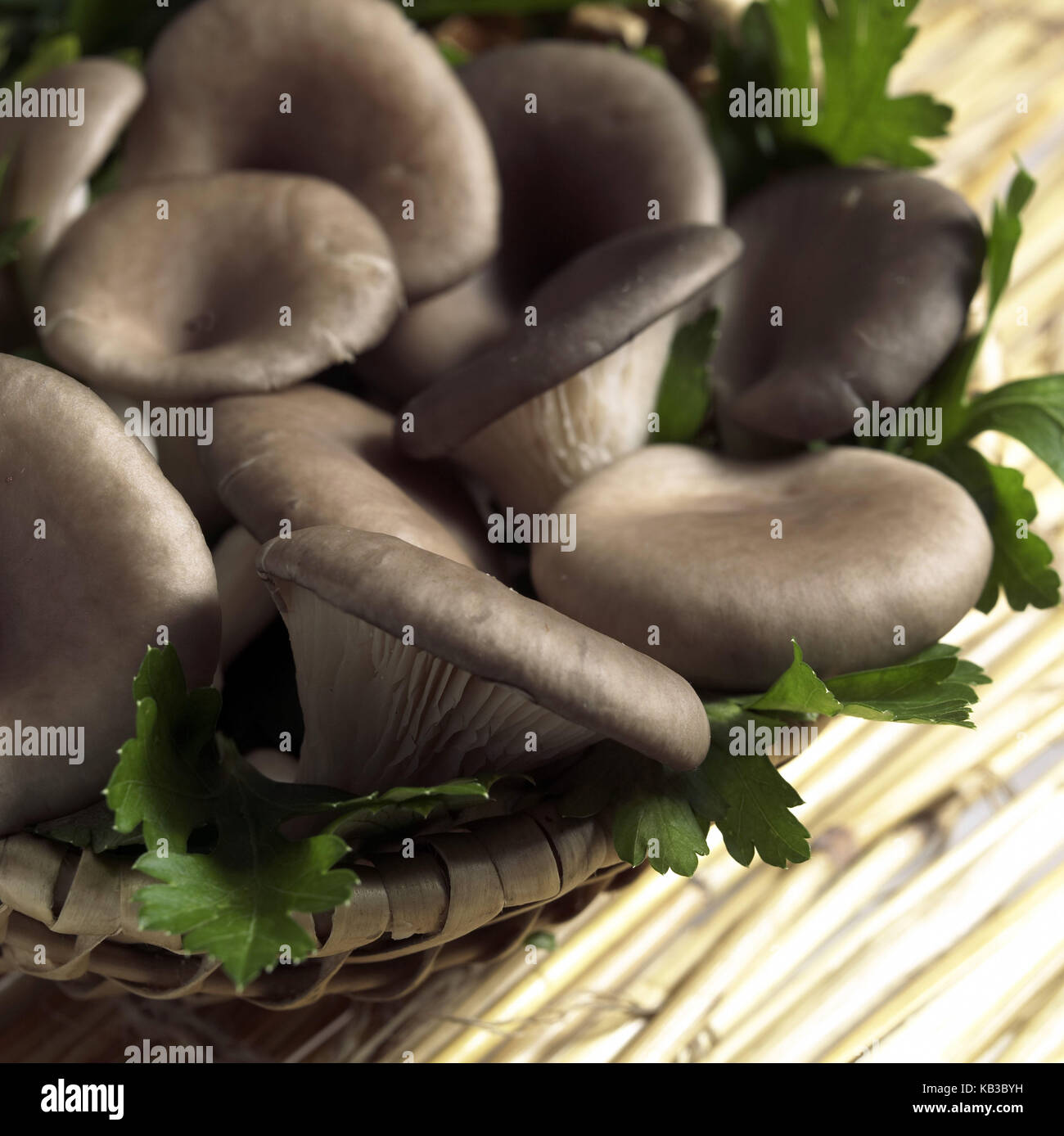 Austernpilze auf Petersilie, pleurotus sp., Nahaufnahme, Stockfoto
