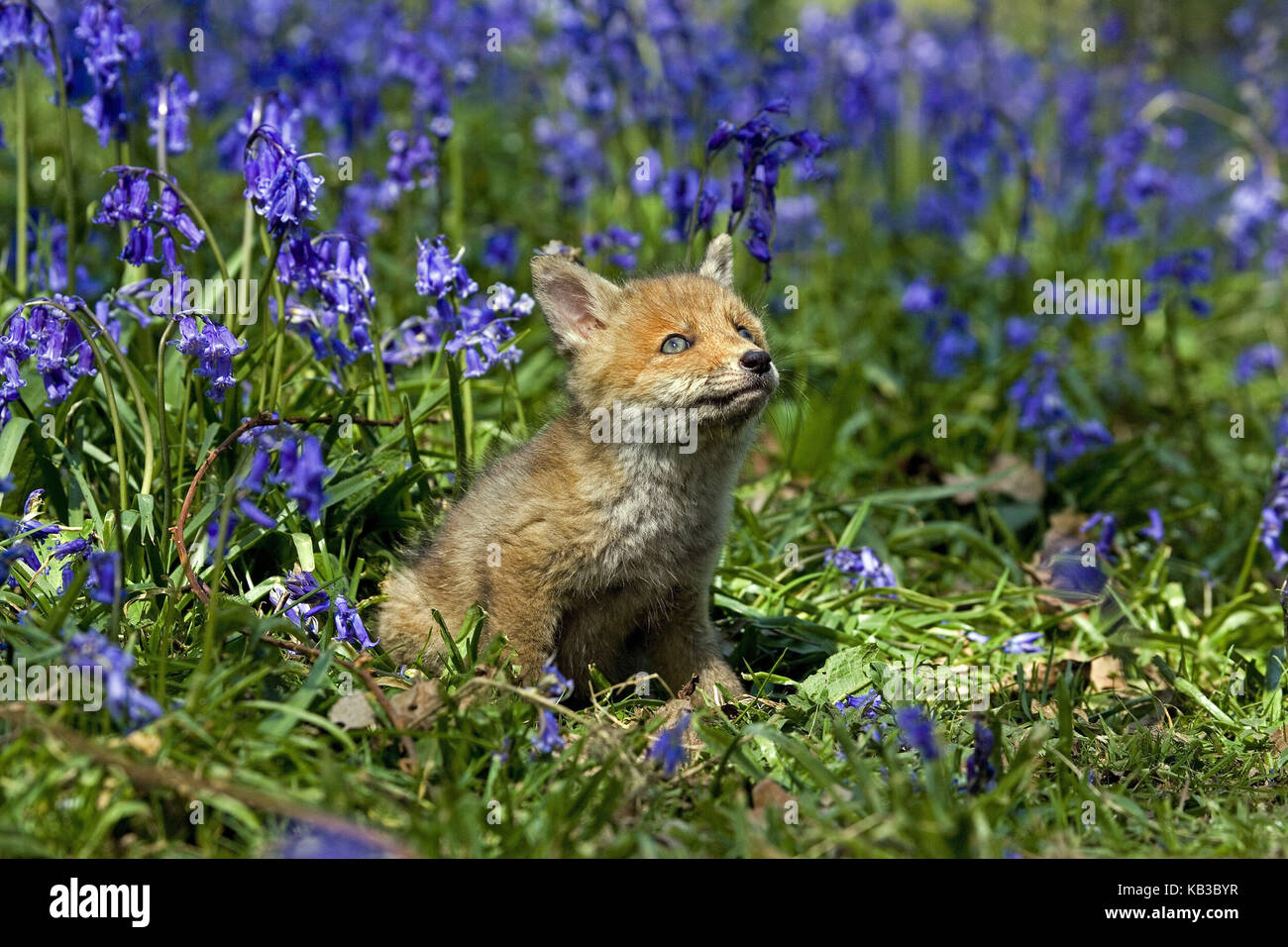 Red Fox, Vulpes vulpes, junge Tier in Blumenwiese sitzt, Stockfoto