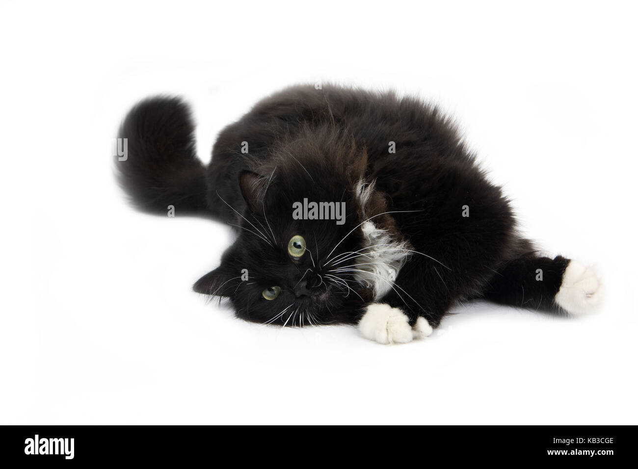 Schwarz-weiße Sibirische Katze, liegend, Studio, weißer Hintergrund, Stockfoto