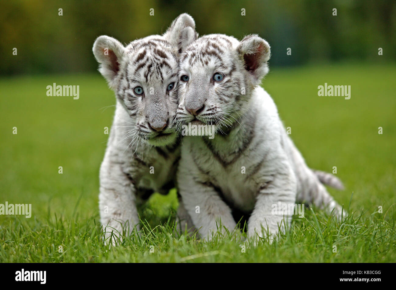 Die weißen Tiger, Panthera tigris, zwei junge Tiere, Wiese, Stockfoto