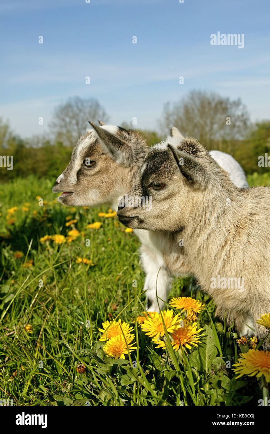 Die Zwergziegen, Karpatenziege, zwei junge Tiere, 3 Monate alte, Blumenwiese, Medium close-up, Stockfoto