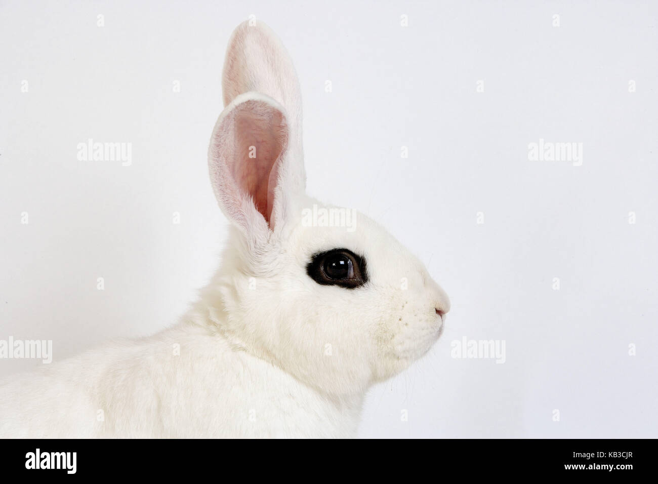 Hotot Kaninchen vor weißem Hintergrund, Rasse aus der Normandie, Stockfoto