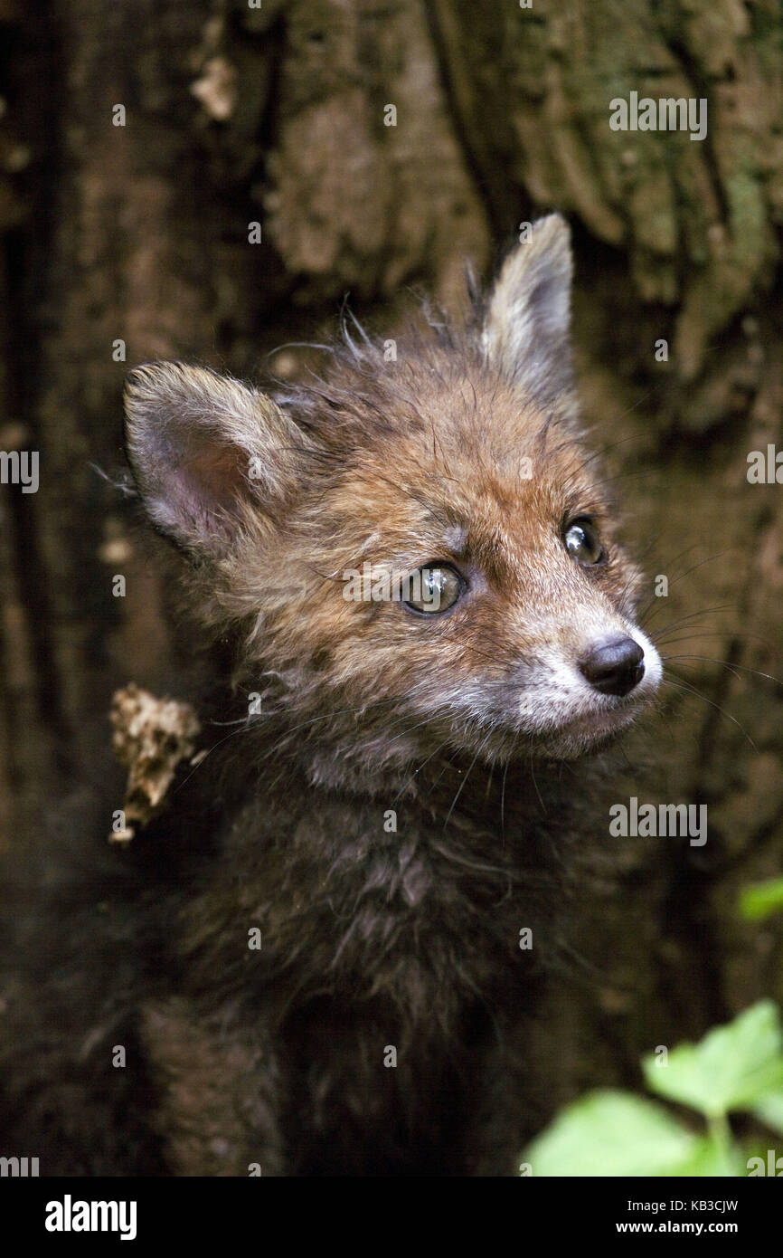 Red Fox, Vulpes vulpes, junge Tier, Medium close-up, Stockfoto