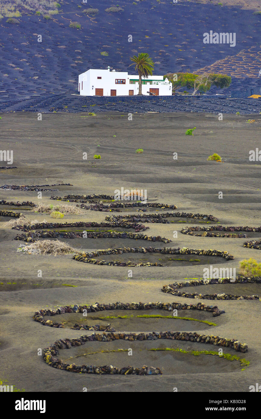 Spanien, Kanarische Inseln, Lanzarote, La Geria, Weinbau, Stockfoto