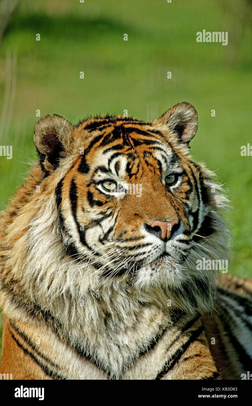 Sumatra Tiger Panthera tigris sumatrae, Lügen, Porträt, Nahaufnahme, Stockfoto