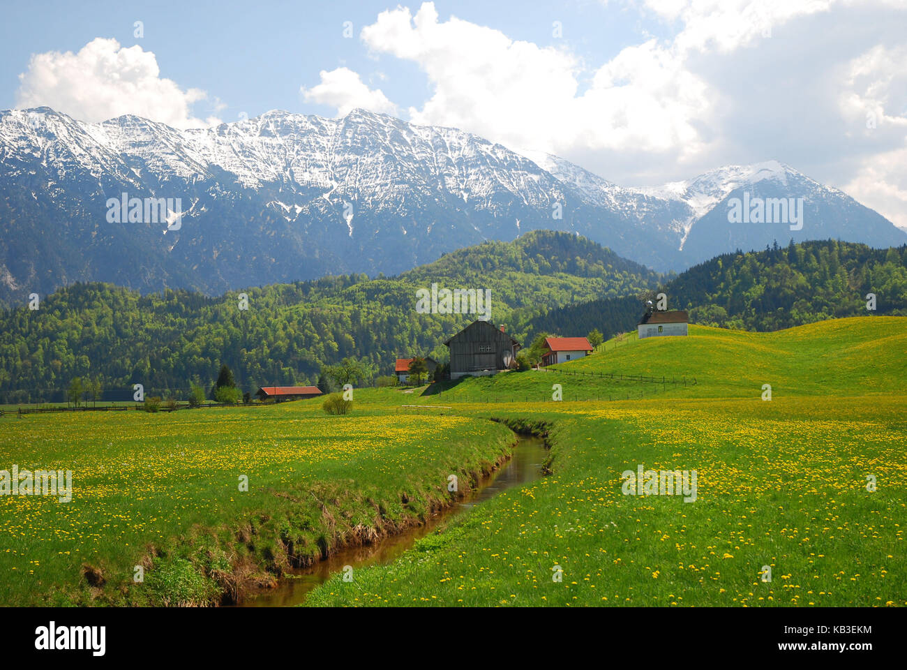 Deutschland, Bayern, Voralpenland, schwaigen, Alpenraum, Feder, Stockfoto