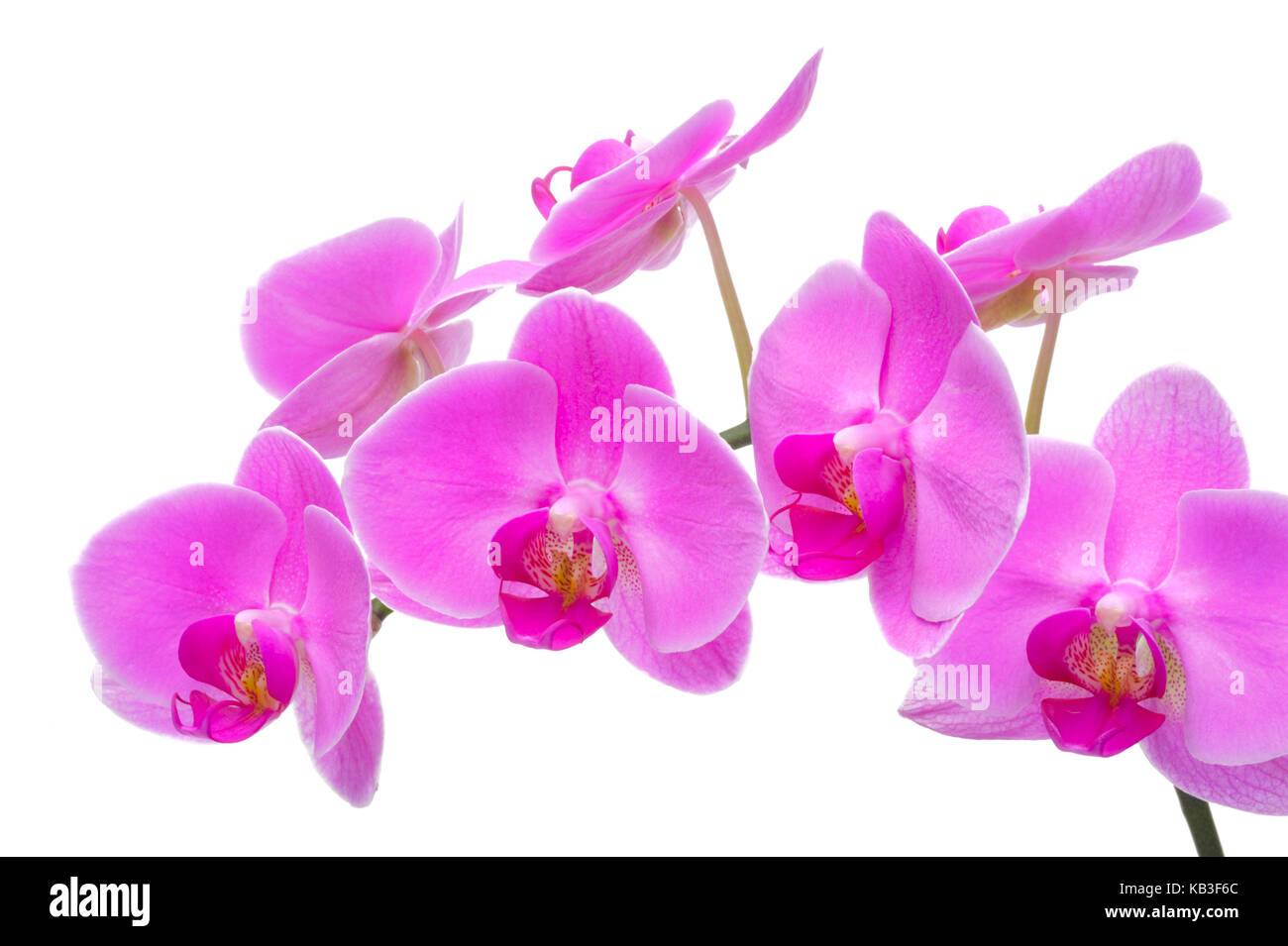 Orchid blossoms, Mauve, Medium close-up, Stockfoto