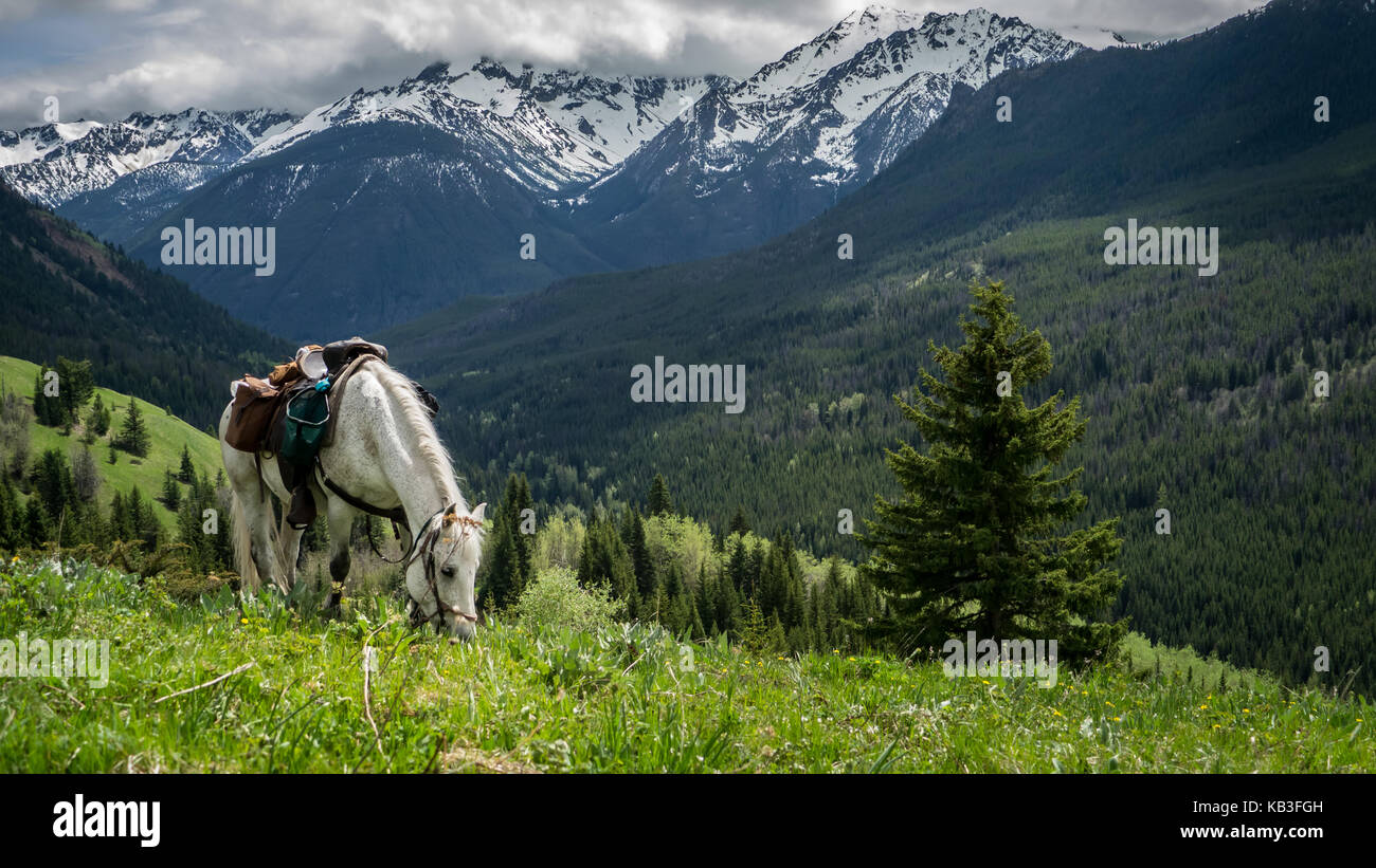 Weißes Pferd weiden auf den Bergwiesen im frühen Frühjahr. Blick zurück Richtung Dickson. (South chilcotin Mountain Park, BC, Kanada) Stockfoto