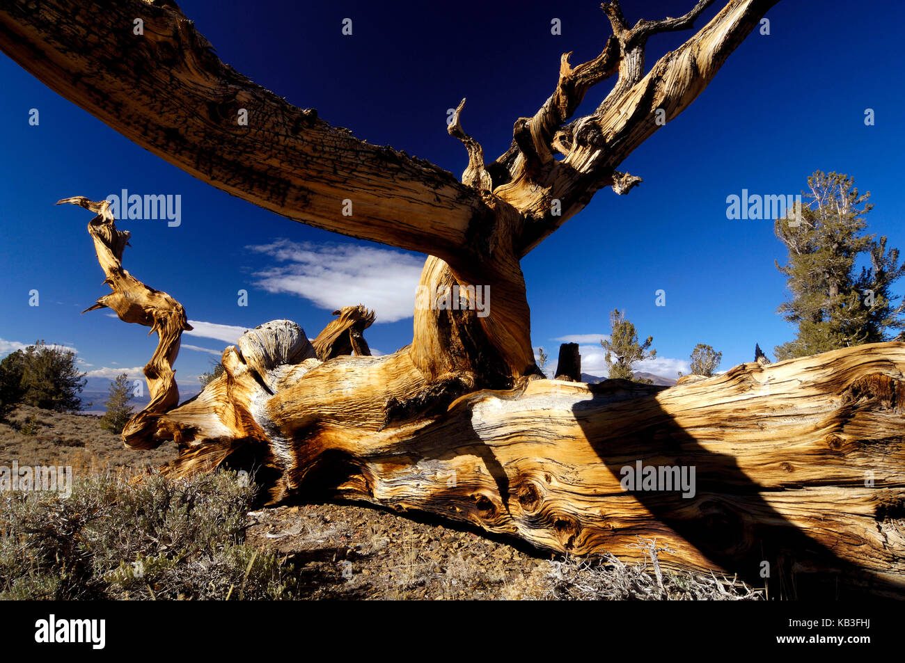Bristlecone Pines in den weißen Bergen, den USA, Stockfoto