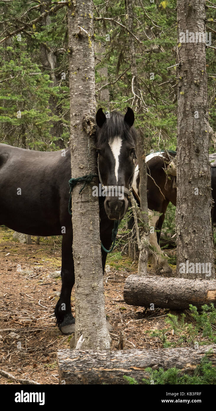 Ein Berg Cayuse Pony / Pferd, der sich um den Baum auf dem Fotografen auf einem Trail reiten. Stockfoto