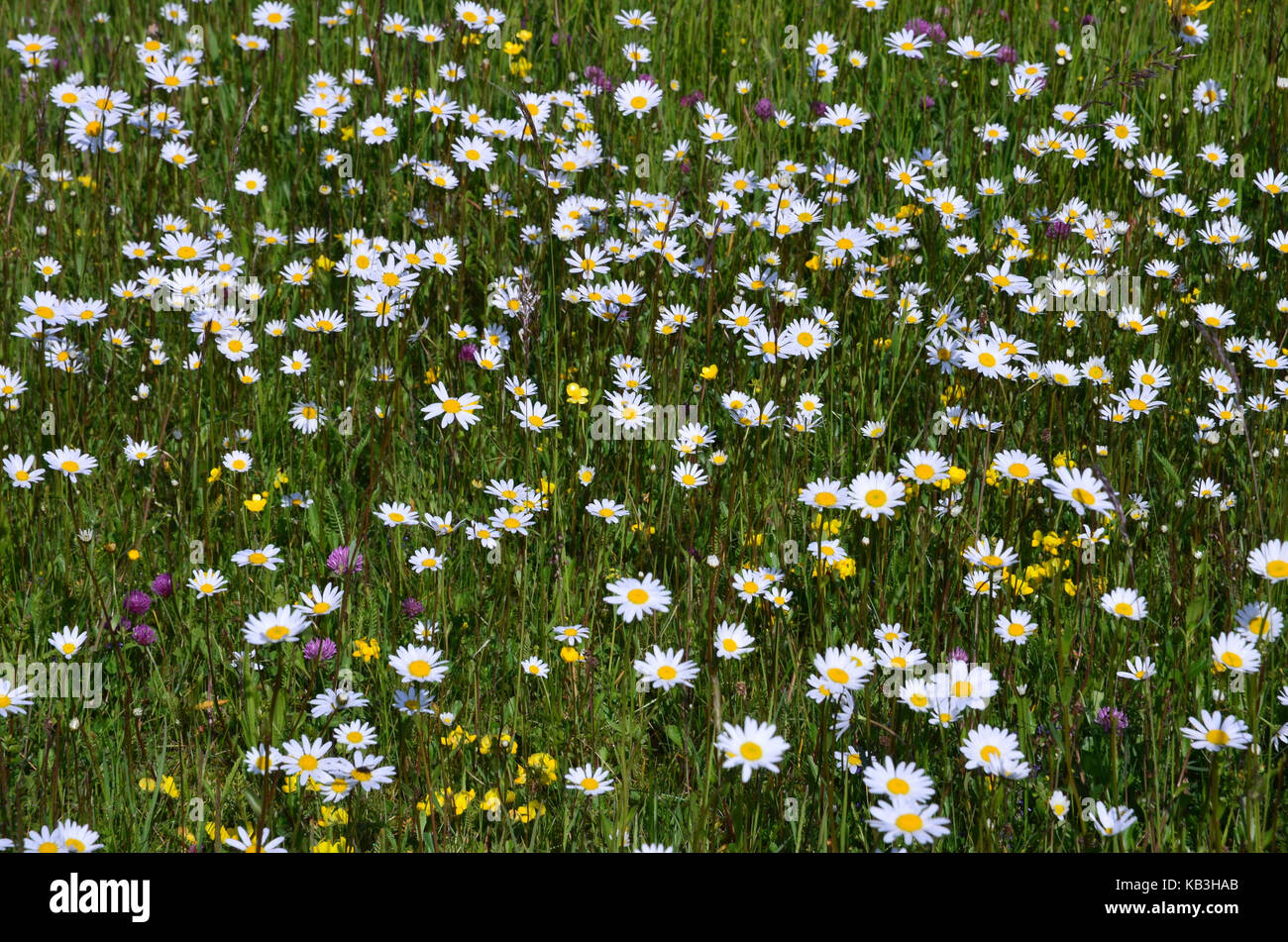 Deutschland, Bayern, Flora, Alm, alpinen Blumenwiese, Stockfoto