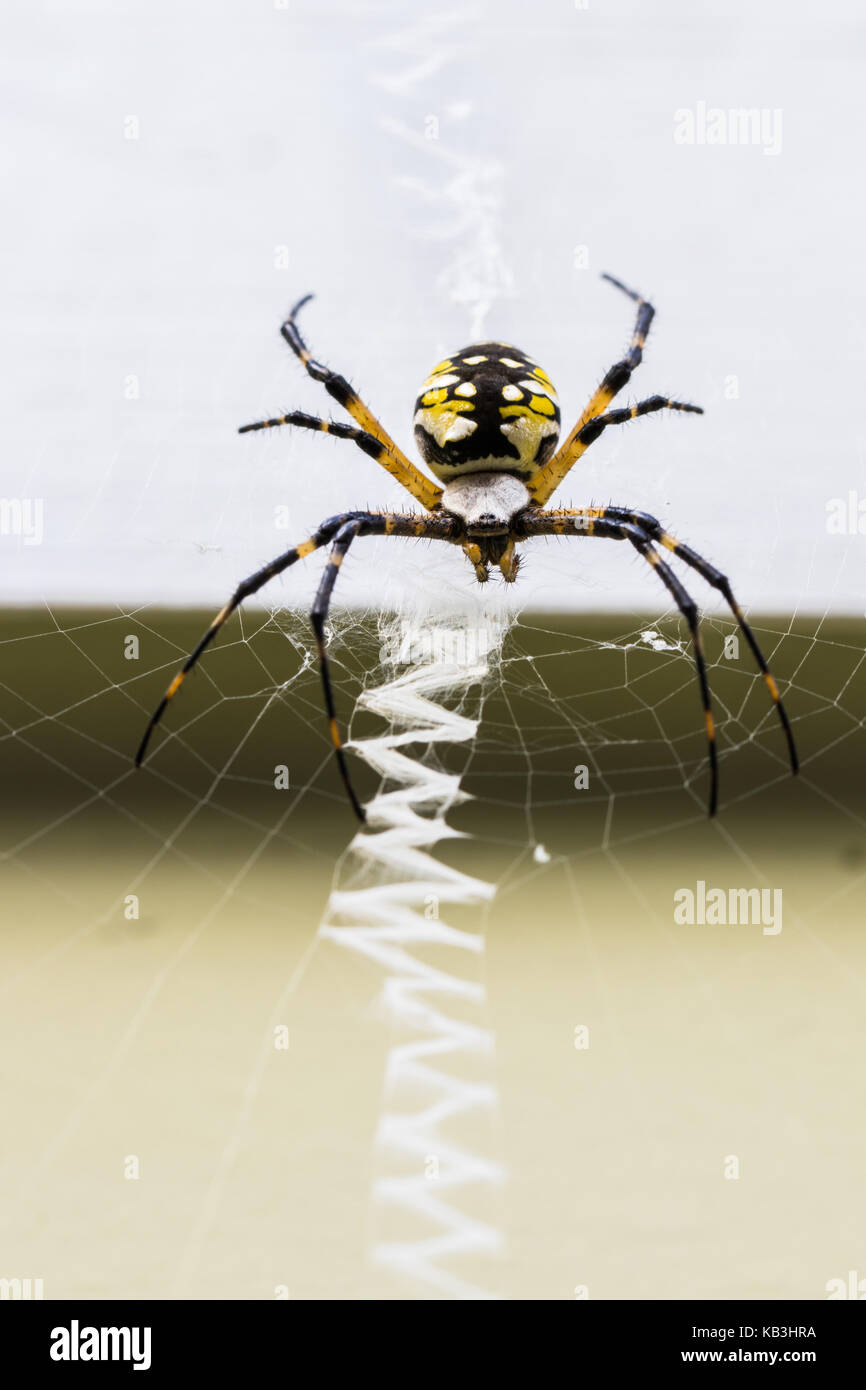 Vertikale Makro Foto einer Gelb und Schwarz Reißverschluss Spinne sitzt auf seinem zigzag Zipper web Stockfoto