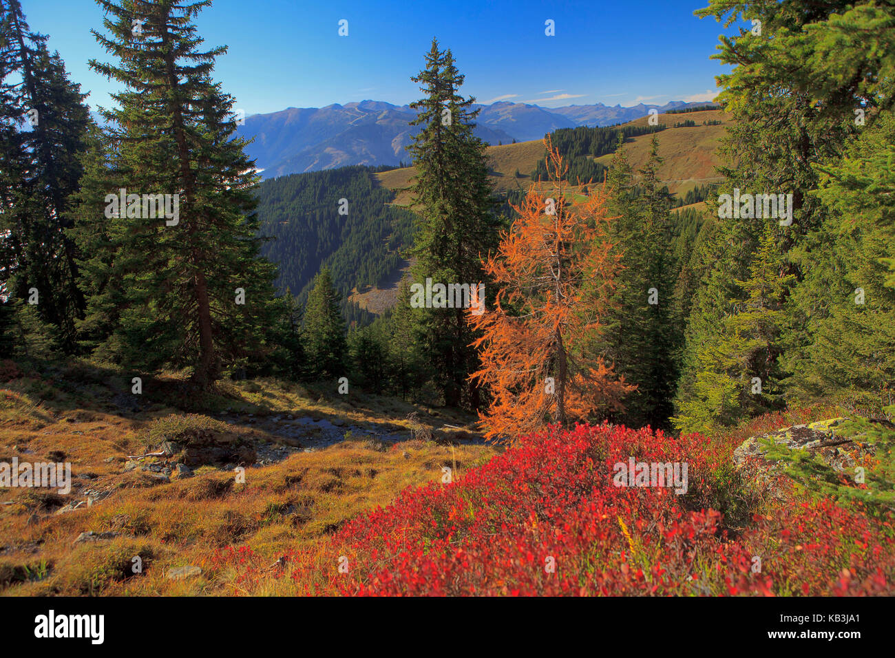 Alp in der Nähe von Zell am See, Herbst, Stockfoto