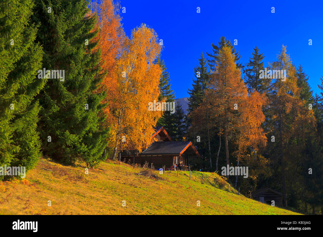 Zell am See, Hütte am Rande des Waldes, Herbst, Stockfoto
