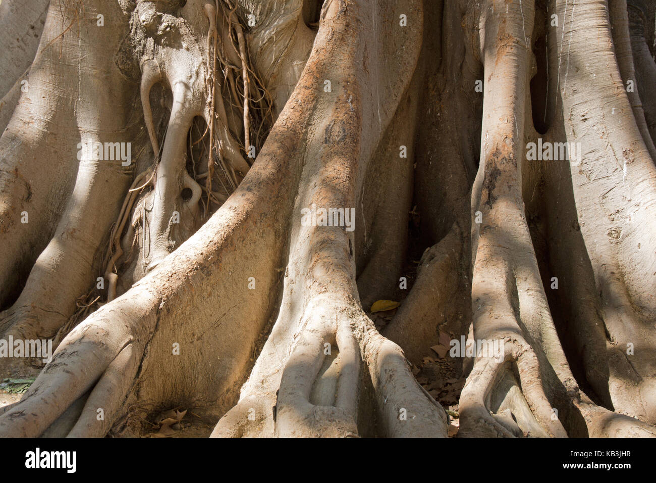 Root System über dem Boden von sehr großen Baum Stockfoto