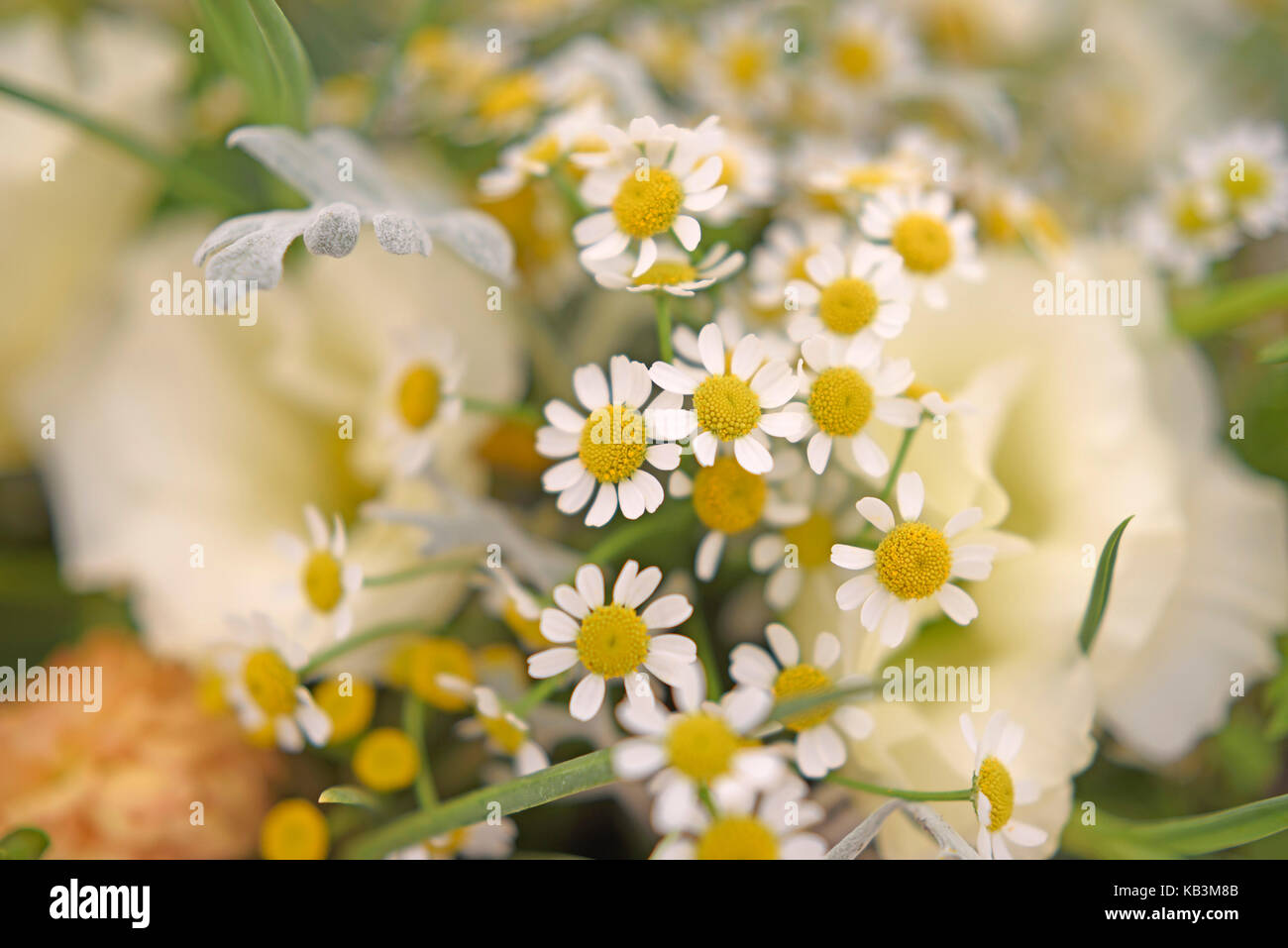 Blumenschmuck einschließlich Gänseblümchen Stockfoto