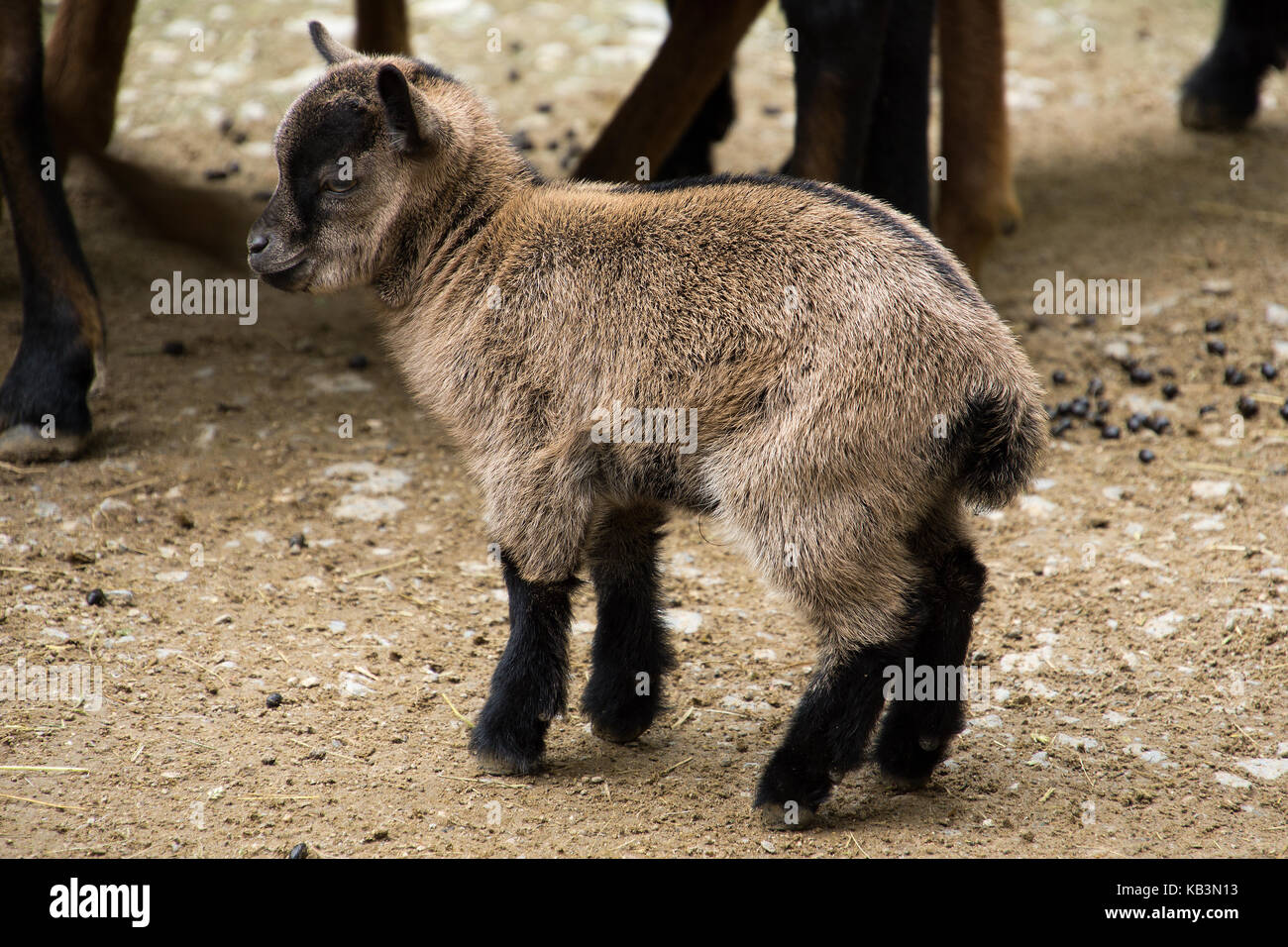 Braun baby Ziege vor erwachsenen Ziegen Stockfoto, Bild: 161736879 - Alamy