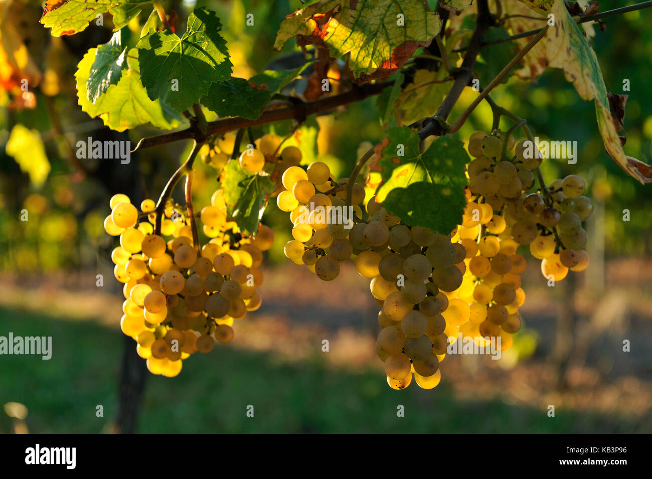 Frankreich, Bas Rhin, Alsace Wein Straße, Weinberg von blienschwiller Stockfoto