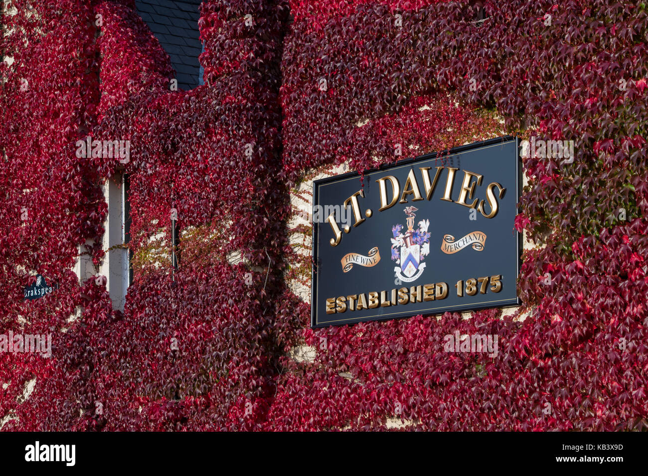 Parthenocissus Tricuspidata. Boston Ivy/Japanische Kriechgang für die JT Davies Pub Wände in Banbury, Oxfordshire, England Stockfoto